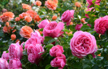 Эти прекрасные розы — главные вопросы и ответы