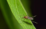 Как избавить свой участок от комаров экологичными методами?