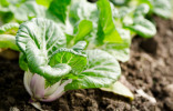 Как вырастить полезную капусту пак-чой?