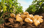 Повышаем урожайность картофеля — основные подкормки