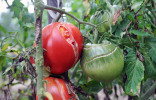 Почему растрескиваются томаты и что с этим делать?