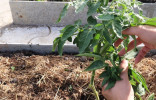 Как формировать низкорослые томаты в открытом грунте?