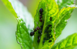Борьба с муравьями на садовом участке