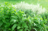 Какие лечебные травы вырастить в саду? Часть первая