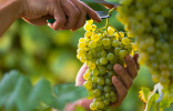 Летняя обрезка винограда — основные приемы