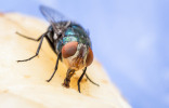 Мухам вход воспрещен — избавляемся от назойливых насекомых
