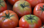 Зеленоплечие друзья: почему не созревают верхушки томатов