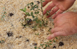 Садовая голубика — как посадить и что стоит знать о выращивании?