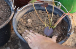 Нимфея — как вырастить кувшинку и оживить декоративный водоём?