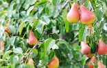 Любимые груши — что стоит знать об осенней посадке плодовых?