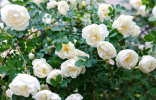 Осенние дела садовода — правила и нюансы деления роз