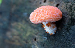 Какие бывают ароматизаторы и при чем тут грибы?
