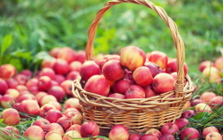 10 вариантов, как победить большой урожай яблок