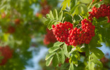 Полезный осенний дар — ягоды рябины