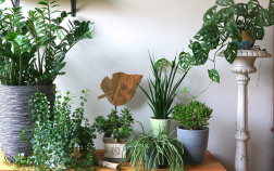 Что нужно заготовить для зимовки комнатных растений?