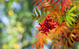 10 растений для придания красок осеннему саду