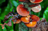 Необычные грибы в рационе — кто они и зачем нужны
