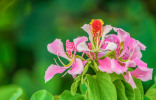 Баухиния — как вырастить дома орхидейное дерево?