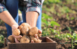 Зачем высаживать разные сорта картофеля?