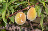 Самые распространенные заболевания и вредители персиков