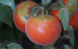 Всё о выращивании томатов-персиков — сорта, описание и мой опыт