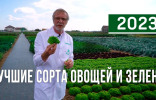Самые лучшие и урожайные сорта овощей и зелени — обзор от агрофирмы «Поиск»