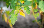 Желтые листья у томатов — причины и способы устранения