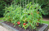 Правильный уход за томатами – залог большого урожая