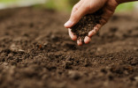 Как восстановить почву сада?
