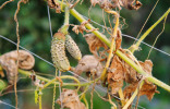 Здоровые растения — крепкие огурцы