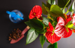 Почему не цветет антуриум? 8 основных причин