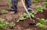 Ученые подтвердили, что садоводство полезно для здоровья