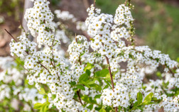 Белоснежный цветник — как создать великолепный сад в одном цвете?