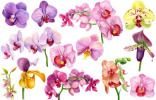 Несколько простых советов любителям орхидей