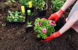 Шпаргалка на май — важные садово-огородные дела