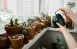 17 комнатных растений, которые достаточно поливать раз в месяц — мечта занятых и забывчивых