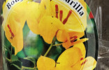 Bougainvillea amarilla     