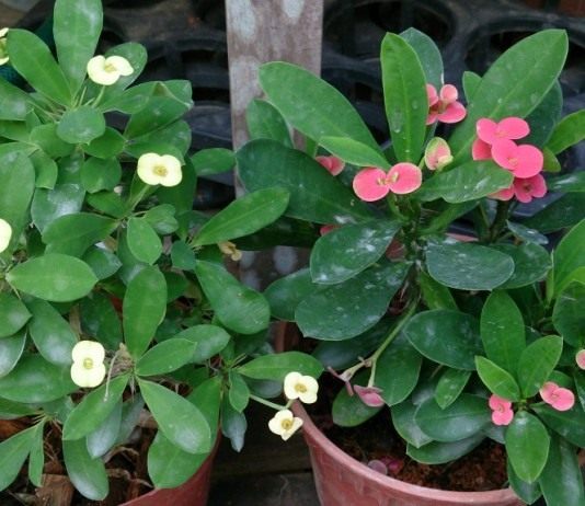 Молочай Миля (Euphorbia speciosa)