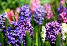 Гиацинт (Hyacinthus)