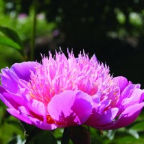 Пион молочноцветковый "Лилак Тайм" (Paeonia lactiflora 'Lilac Time')