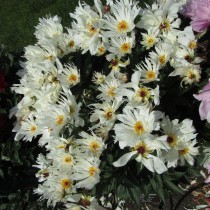 Пион молочноцветковый "Луис Келси" (Paeonia lactiflora 'Lois Kelsey')