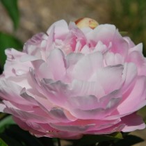 Пион молочноцветковый "Миссис Франклин Д. Рузвельт" (Paeonia lactiflora 'Mrs. Franklin D. Roosevelt')