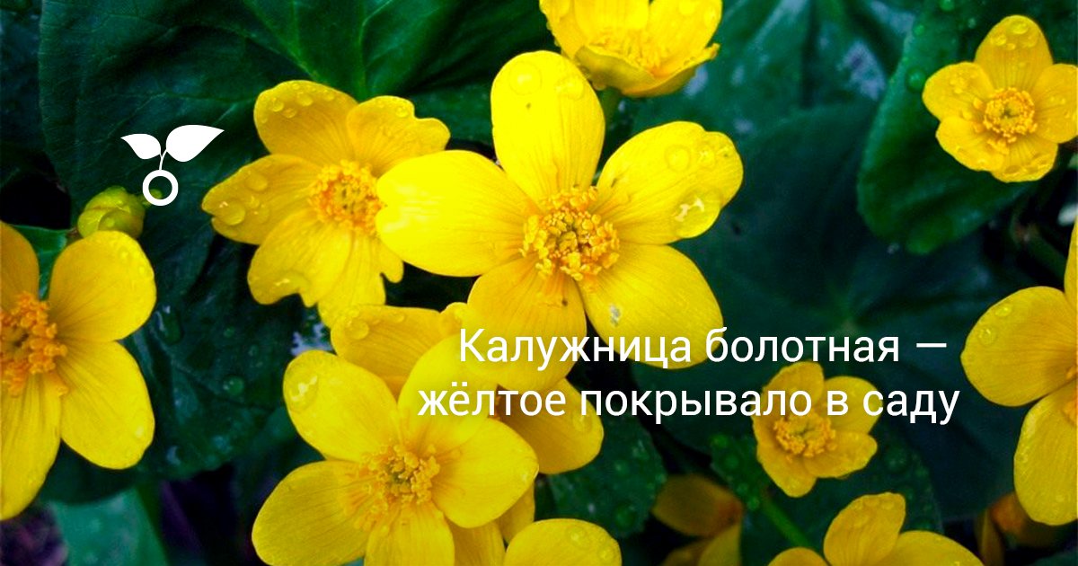 Калужница болотная — жёлтое покрывало в саду. Описание, уход ...