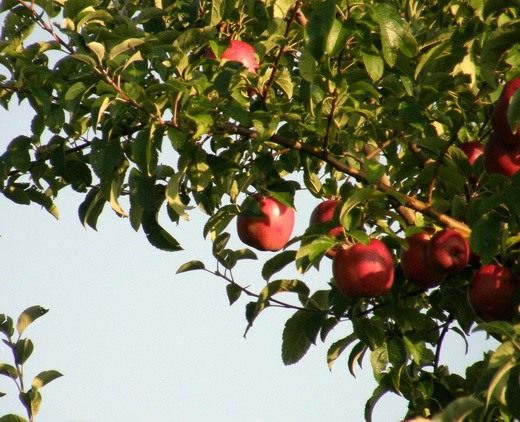 Яблоня (Apple tree)