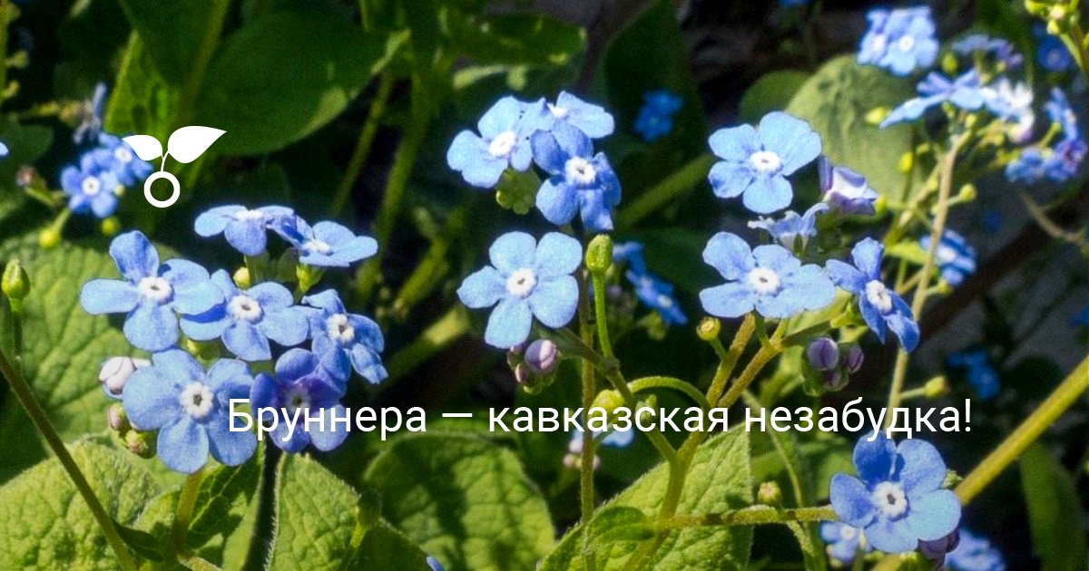 Бруннера Кавказская Незабудка