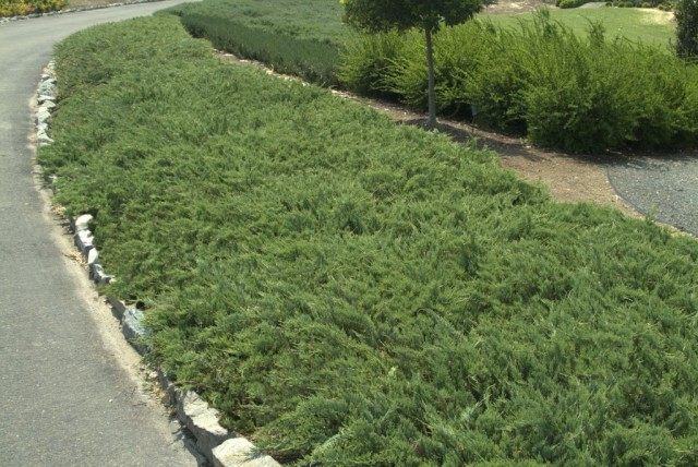 Можжевельник горизонтальный «Хьюгес» (Juniperus horizontalis ‘Hughes’)
