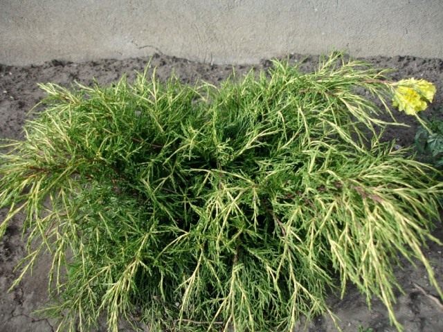 Можжевельник средний «Голд Кост» (Juniperus x. media ‘Gold Coast’)