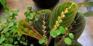 Маранта беложилковатая, разновидность краснолистная (Maranta leuconeura var. erytrophylla)