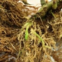 Признаки поражения томата корневой нематодой
