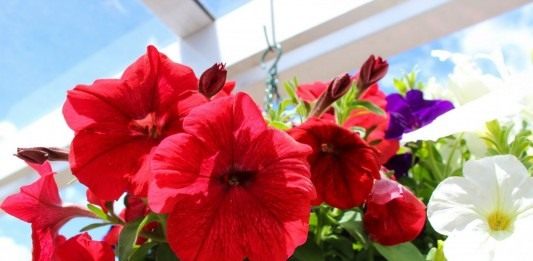 Петунии (Petunia)